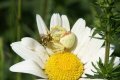 Spiders: Misumena vatia